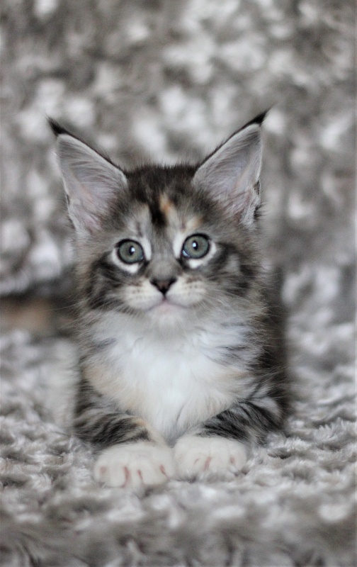 Wikipedia Monterini - Кошеня мейн-кун 1 місяць 3 тижні