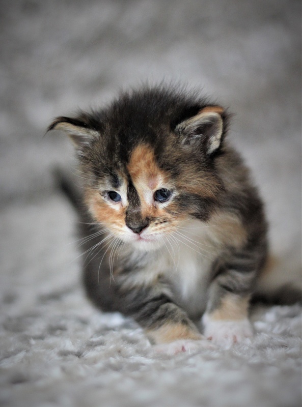 Winter Bouquet Monterini - Кошеня мейн-кун 3 тижні