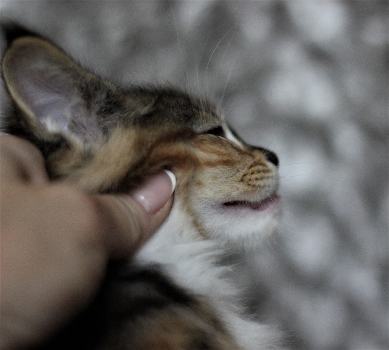 Winter Bouquet Monterini - Кошеня мейн-кун 1 місяць 3 тижні