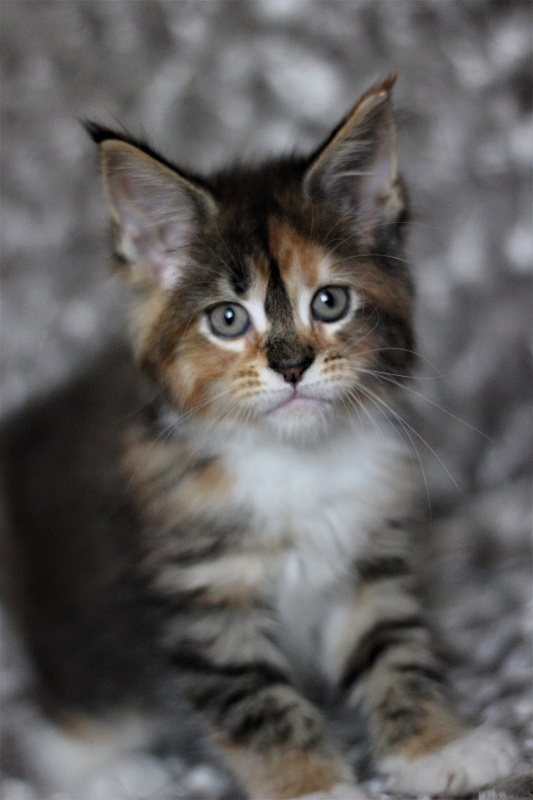 Winter Bouquet Monterini - Кошеня мейн-кун 1 місяць 3 тижні