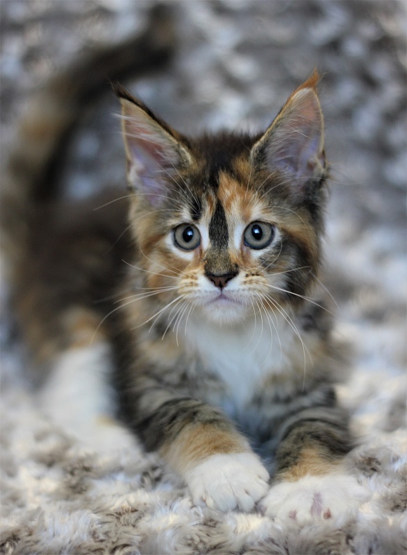 Winter Bouquet Monterini - Кошеня мейн-кун 2 місяця