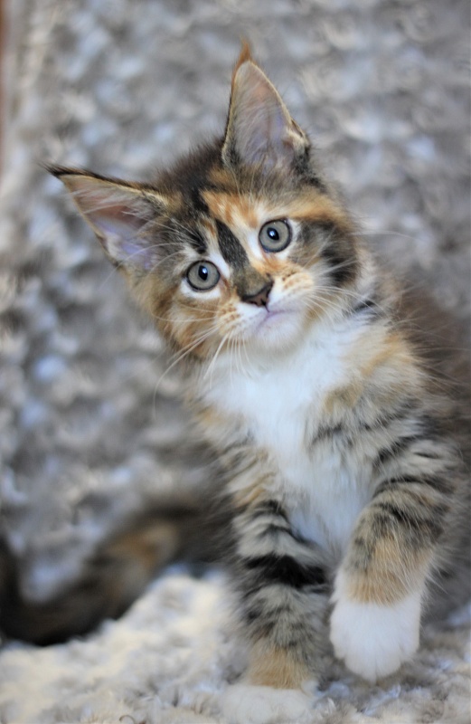 Winter Bouquet Monterini - Кошеня мейн-кун 2 місяця