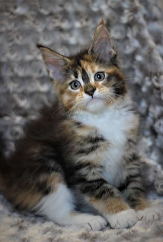 Winter Bouquet Monterini - Кошеня мейн-кун 2 місяця