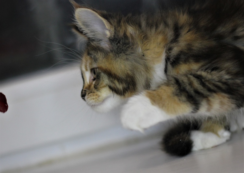 Winter Bouquet Monterini - Кошеня мейн-кун 2 місяця 1 тиждень