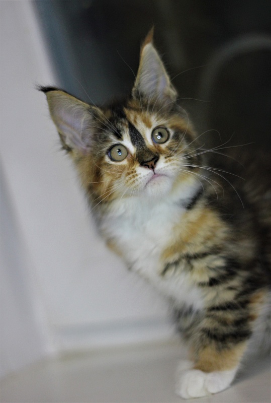 Winter Bouquet Monterini - Кошеня мейн-кун 2 місяця 1 тиждень