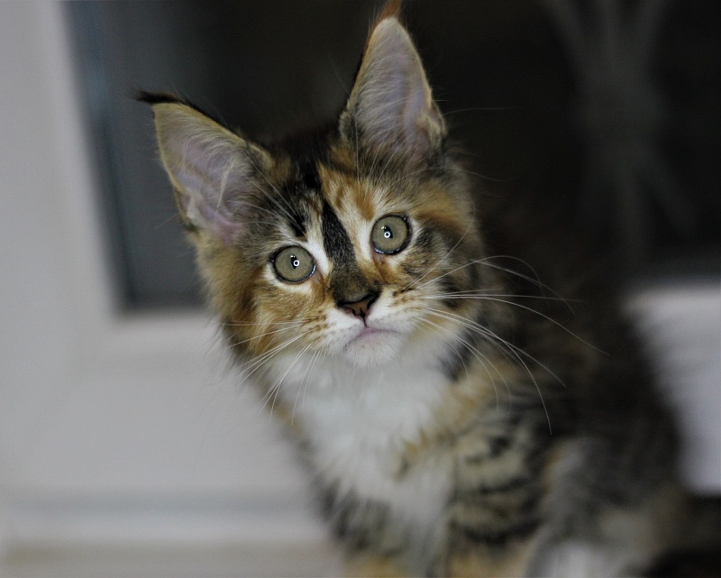 Winter Bouquet Monterini - Кошеня мейн-кун 2 місяця 1 тиждень