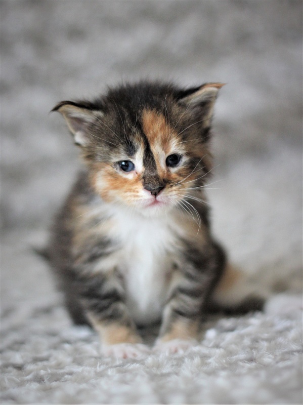 Winter Bouquet Monterini - Кошеня мейн-кун 3 тижні