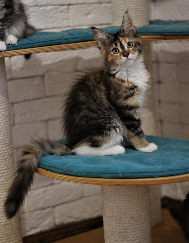 Winter Bouquet Monterini - Кошеня мейн-кун 3 місяця