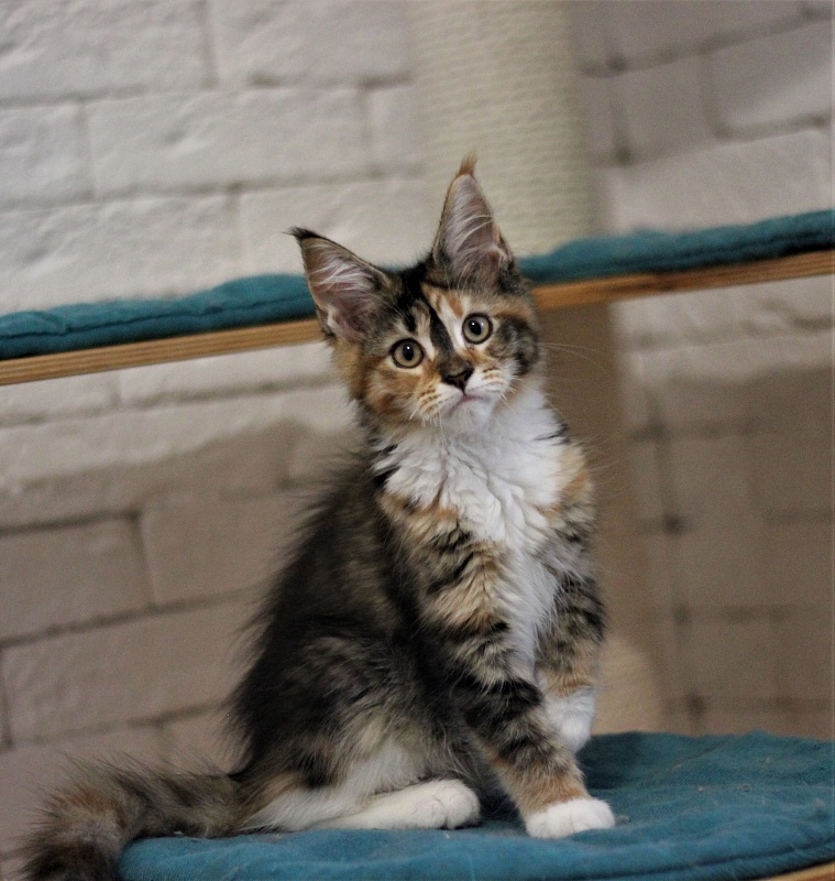 Winter Bouquet Monterini - Кошеня мейн-кун 3 місяця