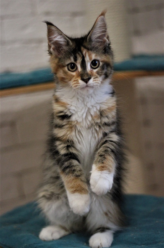 Winter Bouquet Monterini - Кошеня мейн-кун 3 місяця