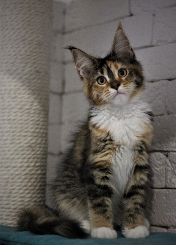 Winter Bouquet Monterini - Кошеня мейн-кун 3 місяця 2 тижні