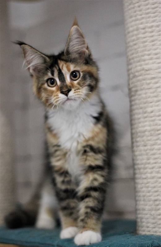 Winter Bouquet Monterini - Кошеня мейн-кун 3 місяця 2 тижні