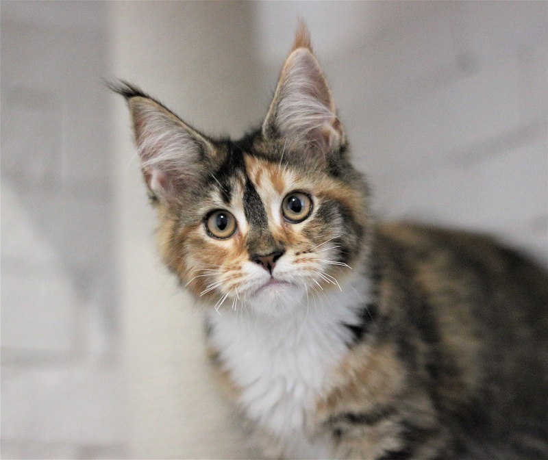 Winter Bouquet Monterini - Кошеня мейн-кун 3 місяця 2 тижні