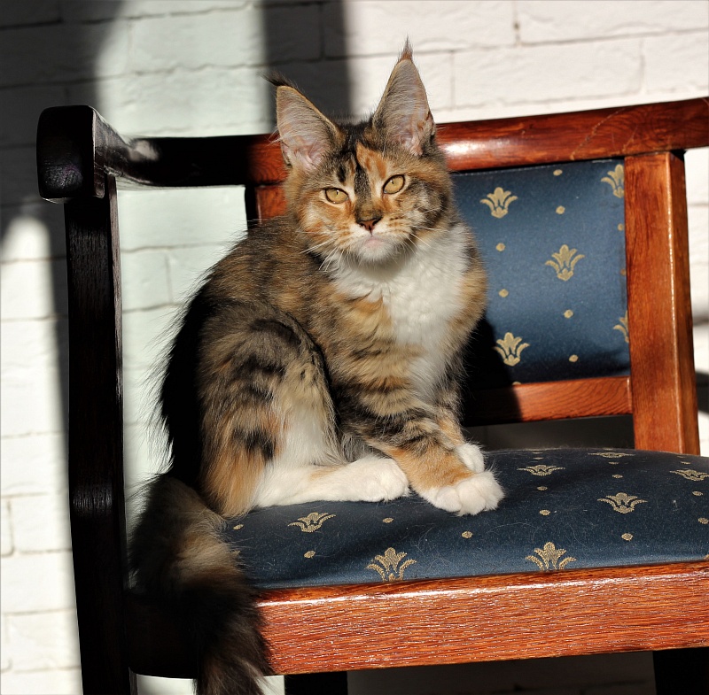 Winter Bouquet Monterini - Кошеня мейн-кун 4 місяця 0,5 тижнів