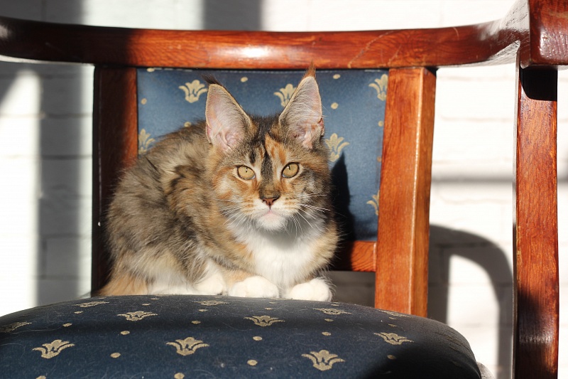 Winter Bouquet Monterini - Кошеня мейн-кун 4 місяця 0,5 тижнів