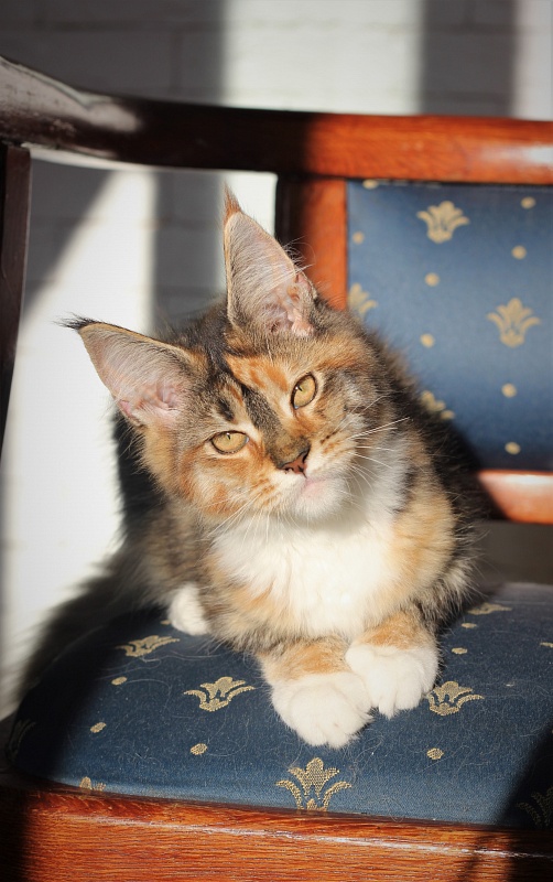 Winter Bouquet Monterini - Кошеня мейн-кун 4 місяця 0,5 тижнів