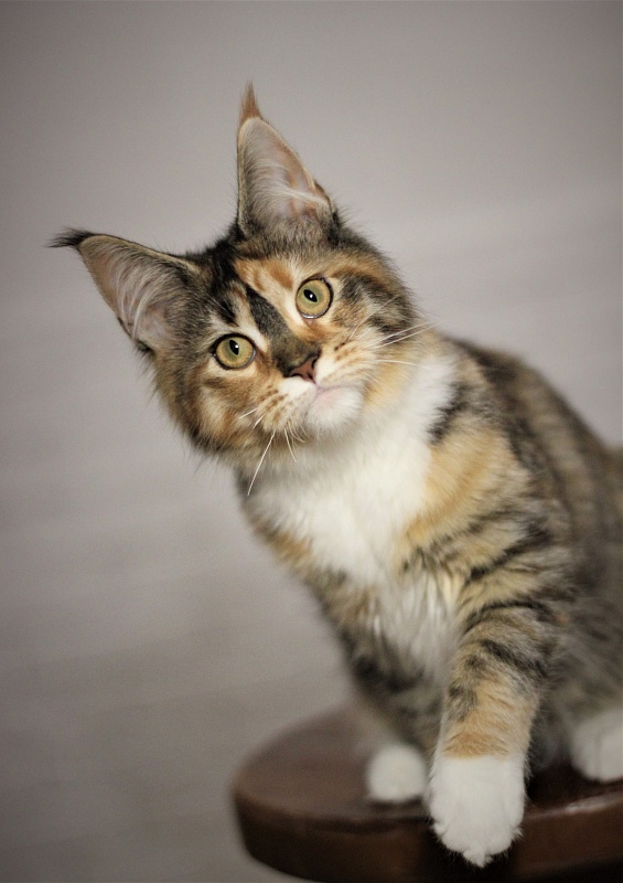 Winter Bouquet Monterini - Кошеня мейн-кун 5 місяців