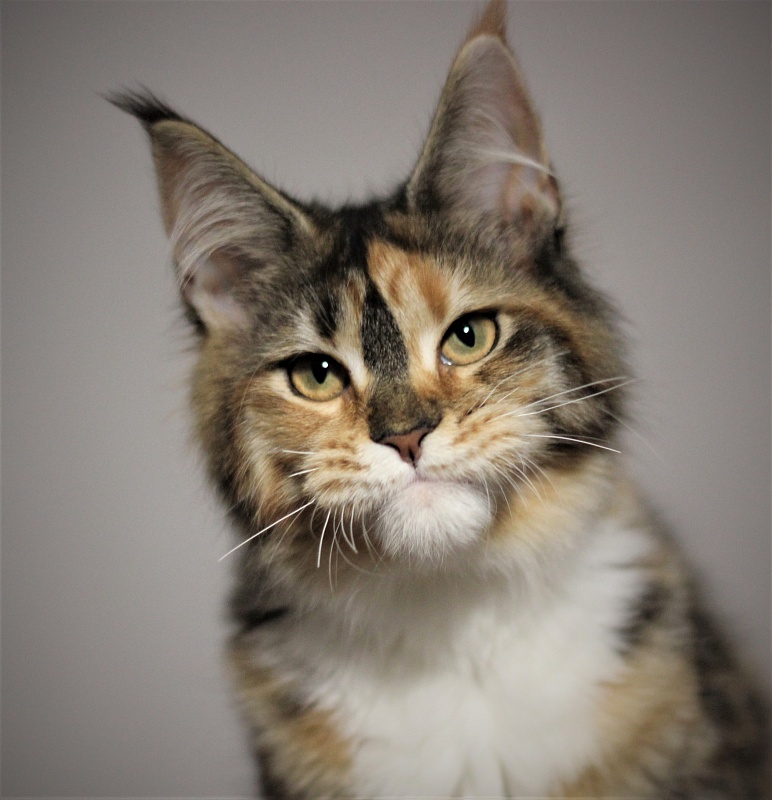 Winter Bouquet Monterini - Кошеня мейн-кун 5 місяців