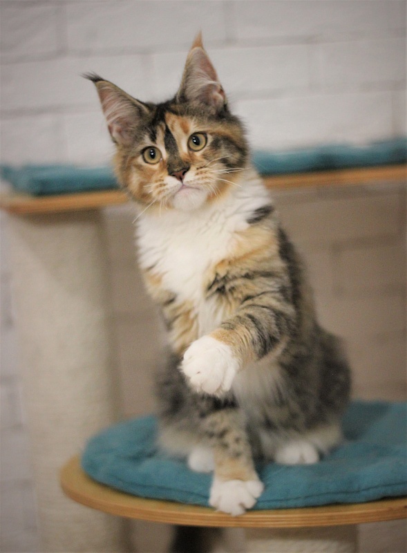 Winter Bouquet Monterini - Кошеня мейн-кун 5 місяців