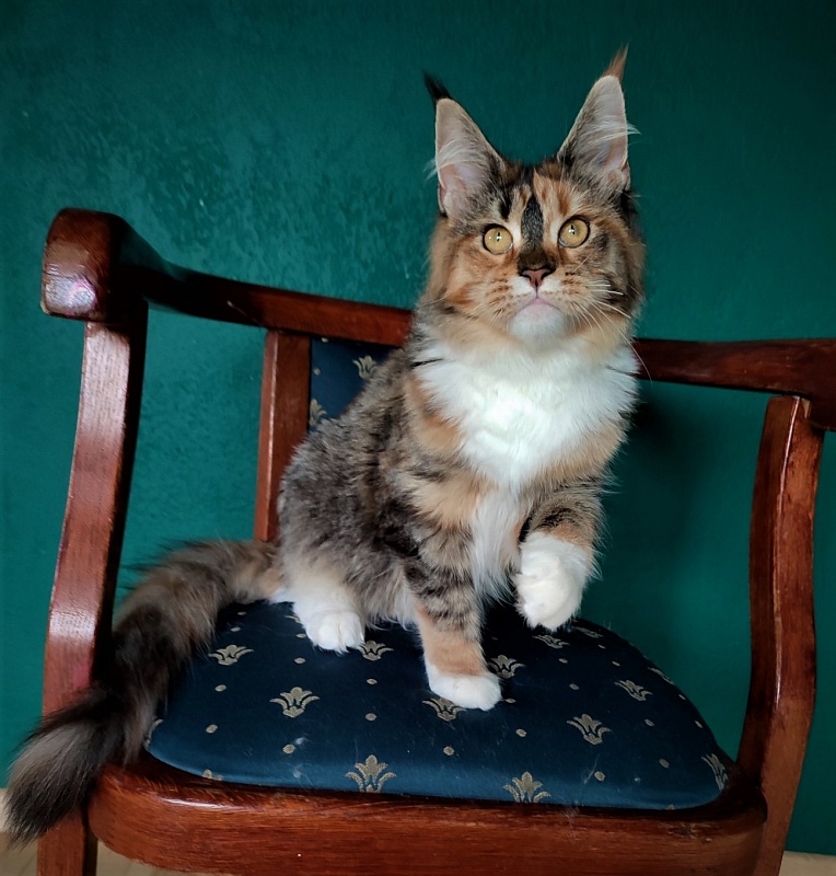 Winter Bouquet Monterini - Кошеня мейн-кун 6 місяців 1 тиждень