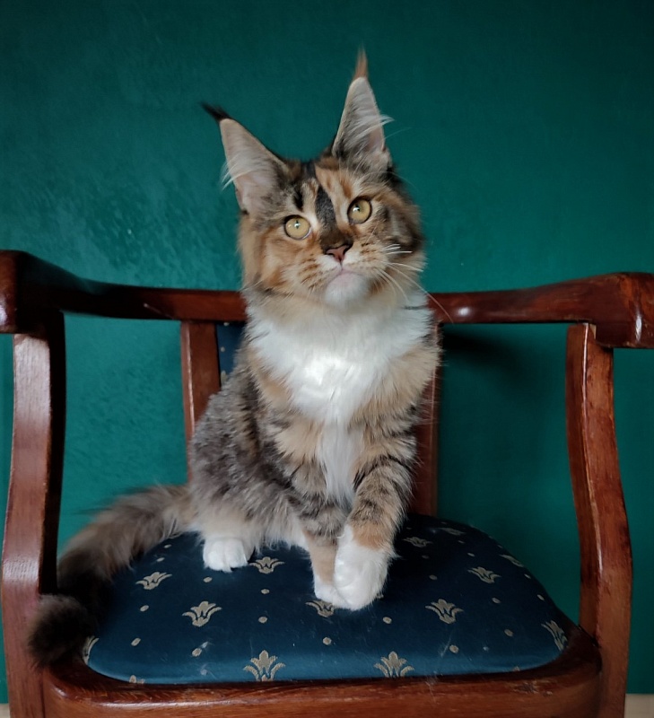 Winter Bouquet Monterini - Кошеня мейн-кун 6 місяців 1 тиждень