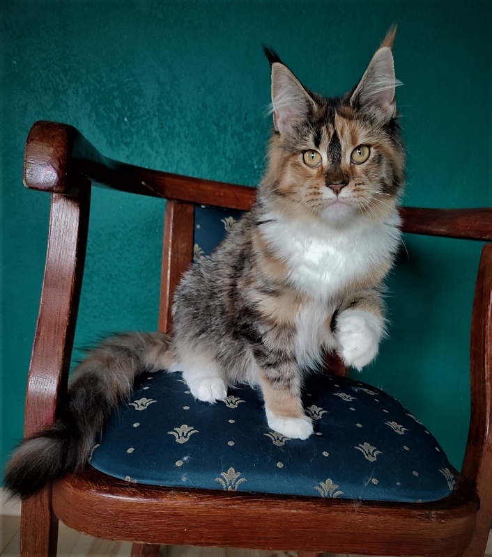 Winter Bouquet Monterini - Кошеня мейн-кун 6 місяців 1 тиждень