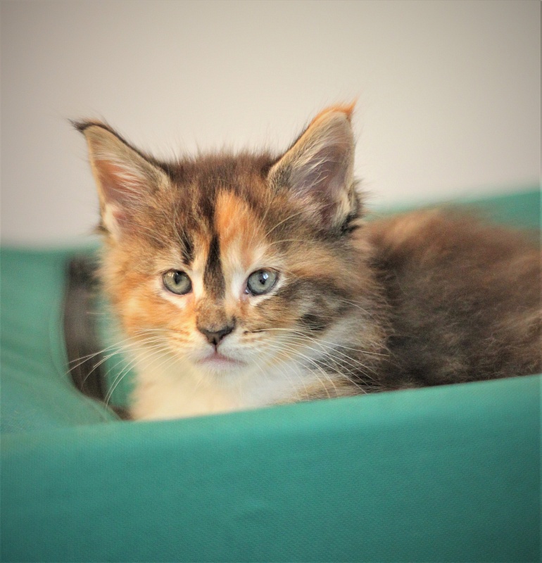 Winter Bouquet Monterini - Кошеня мейн-кун 1 місяць 1 тиждень