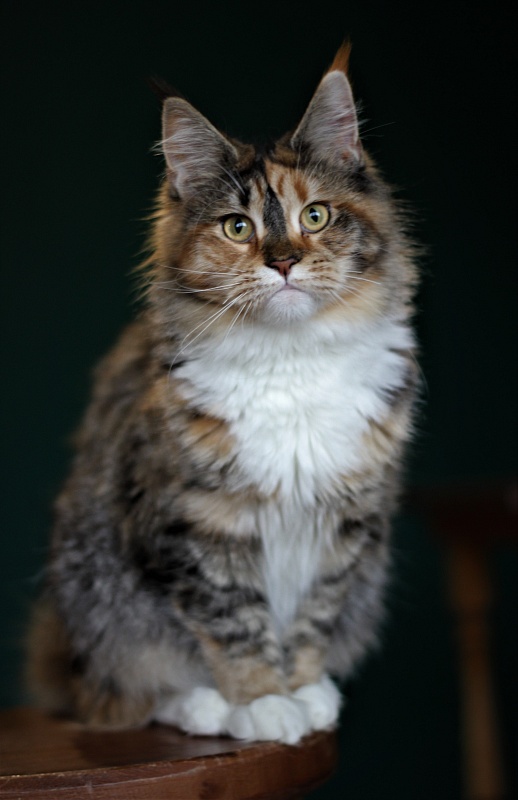 Winter Bouquet Monterini - Юніор мейн-кун 7 місяців 1 тиждень