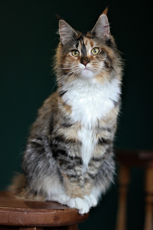 Winter Bouquet Monterini - Юніор мейн-кун 7 місяців 1 тиждень