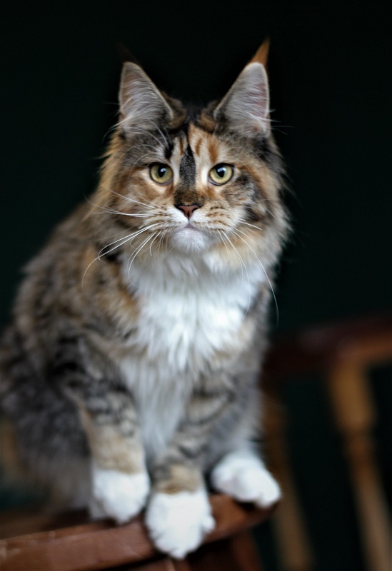 Winter Bouquet Monterini - Юніор мейн-кун 7 місяців 1 тиждень