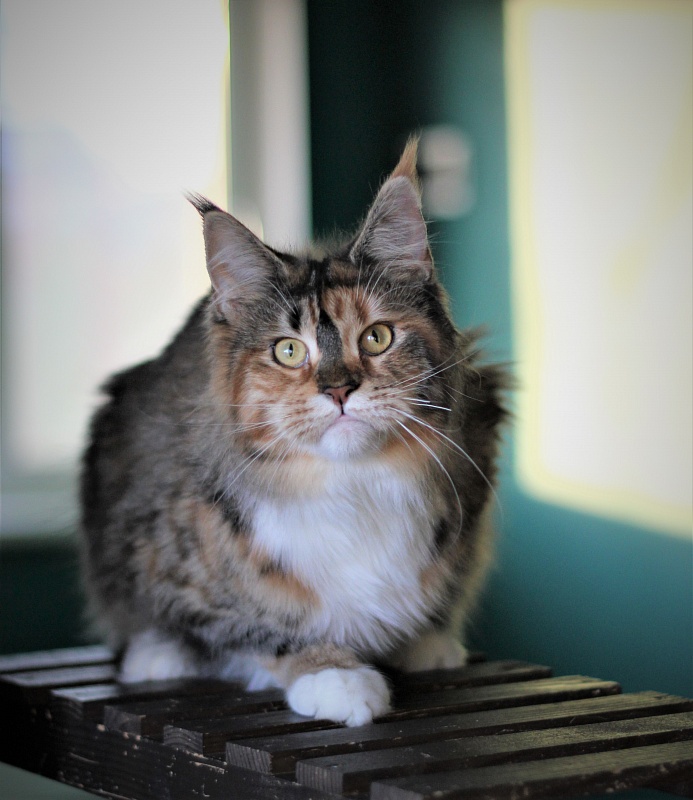 Winter Bouquet Monterini - Юніор мейн-кун 7 місяців 3,5 тижні