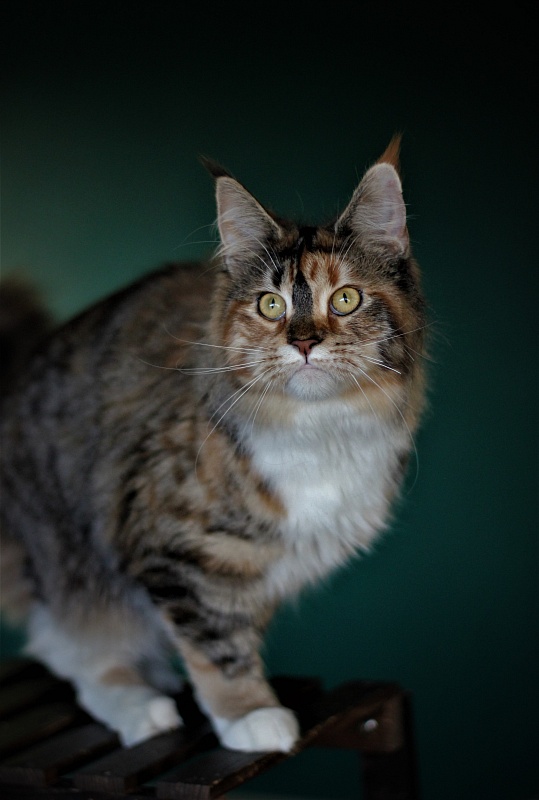 Winter Bouquet Monterini - Юніор мейн-кун 7 місяців 3,5 тижні