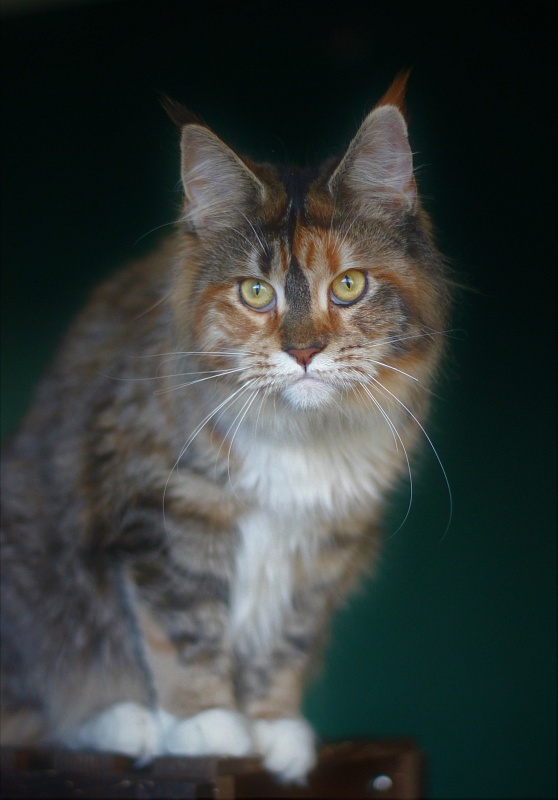 Winter Bouquet Monterini - Юніор мейн-кун 7 місяців 3,5 тижні