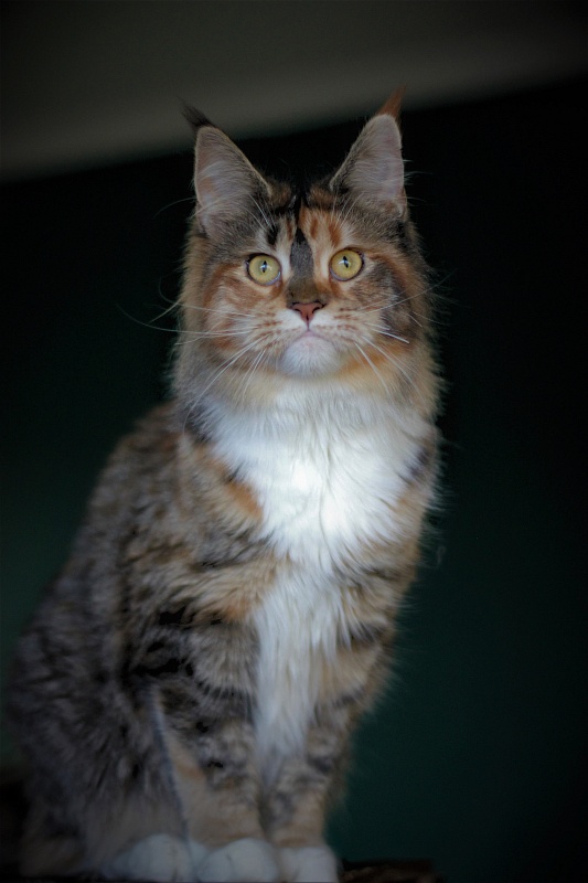 Winter Bouquet Monterini - Юніор мейн-кун 7 місяців 3,5 тижні