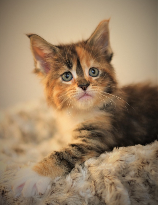 Winter Bouquet Monterini - Кошеня мейн-кун 1 місяць 1 тиждень