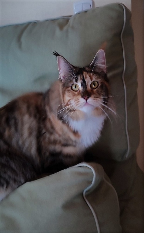 Winter Bouquet Monterini - Дорослий мейн-кун 11 місяців 0,5 тижнів