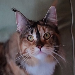 Winter Bouquet Monterini