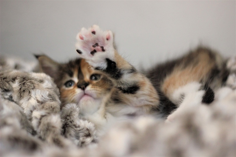 Winter Bouquet Monterini - Кошеня мейн-кун 1 місяць 1 тиждень