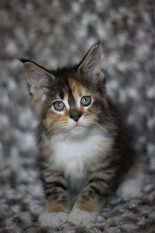 Winter Bouquet Monterini - Кошеня мейн-кун 1 місяць 3 тижні