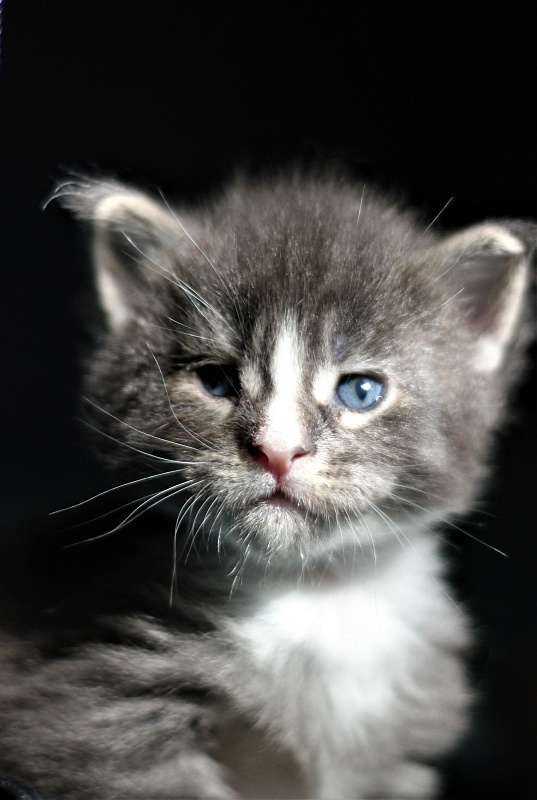 Wise Monterini - Кошеня мейн-кун 3 тижні