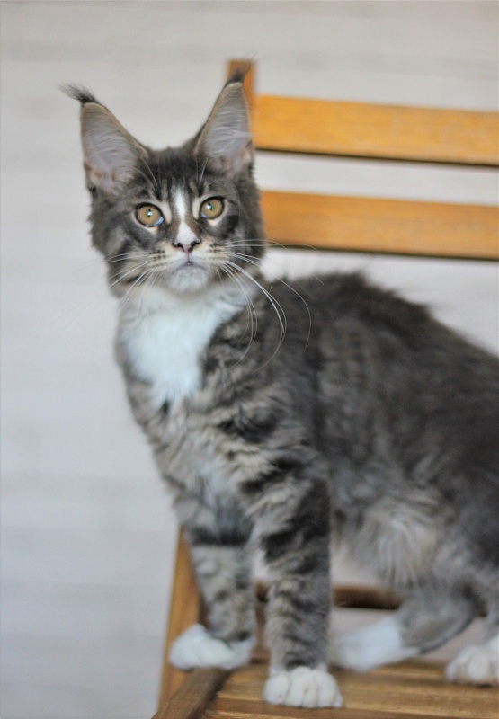 Wise Monterini - Кошеня мейн-кун 3 місяця 2 тижні