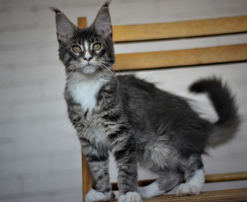 Wise Monterini - Кошеня мейн-кун 3 місяця 2 тижні