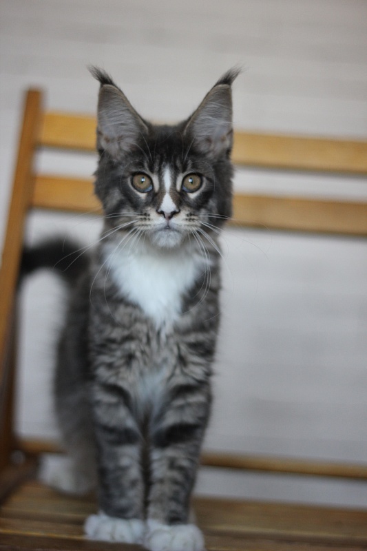 Wise Monterini - Кошеня мейн-кун 3 місяця 2 тижні