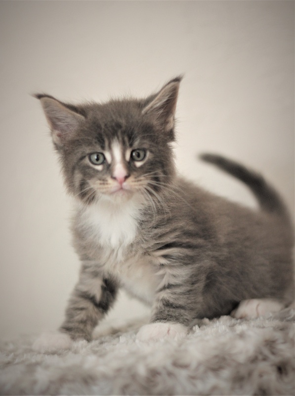 Wise Monterini - Кошеня мейн-кун 1 місяць 1 тиждень