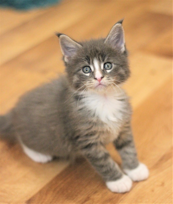 Wise Monterini - Кошеня мейн-кун 1 місяць 1 тиждень