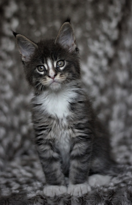 Wise Monterini - Кошеня мейн-кун 1 місяць 3 тижні