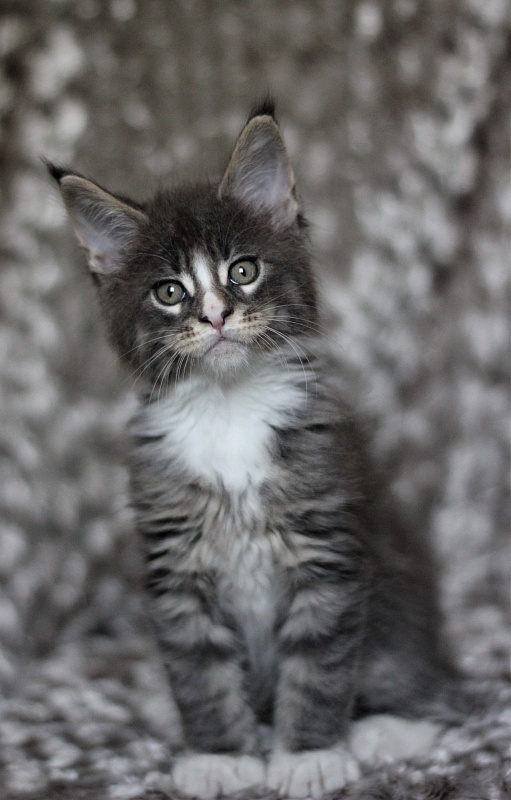 Wise Monterini - Кошеня мейн-кун 1 місяць 3 тижні