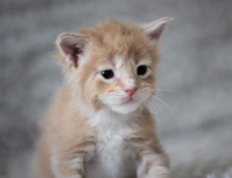 Wisky Monterini - Кошеня мейн-кун 3 тижні