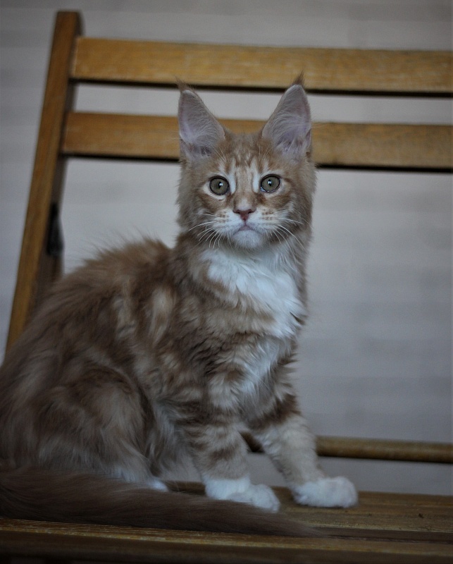 Wisky Monterini - Кошеня мейн-кун 3 місяця 2 тижні