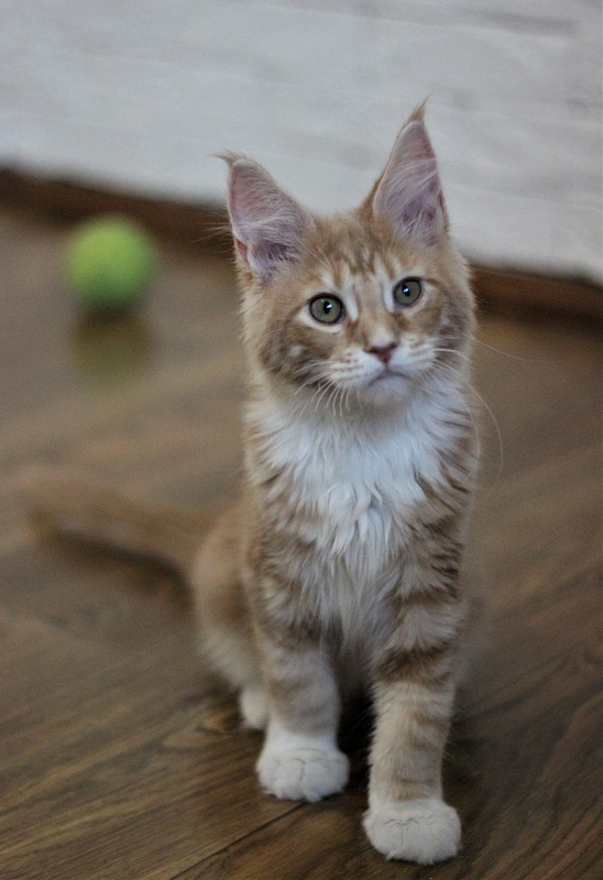 Wisky Monterini - Кошеня мейн-кун 3 місяця 2 тижні